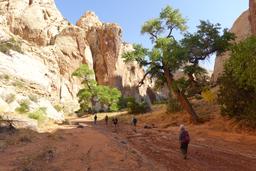 Sculptural cottonwoods [sat aug 30 09:24:27 mdt 2025]